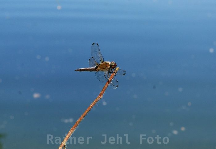 Spitzenfleck-Libelle &#9792;