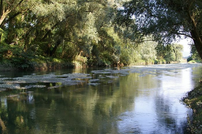 Sandbach / Altrhein bei Iffezheim