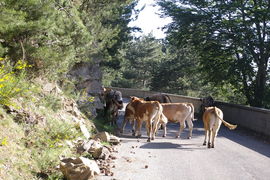 Aspromonte