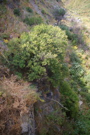 Caminia di Staletti
Via Panoramica