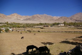 Leh - Khakshal
donkey sanctuary