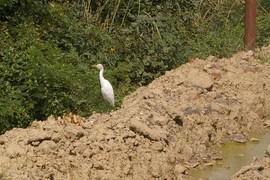 near Sardhana
Upper Ganga Canal
cattle egret / Kuhreiher